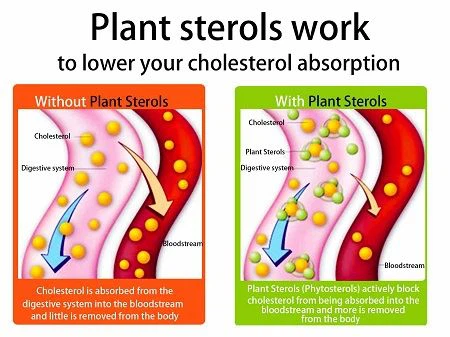 Function of natural plant sterols
