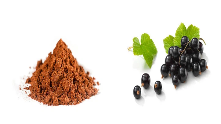 Blackcurrant extract powder Blackcurrant extract powder