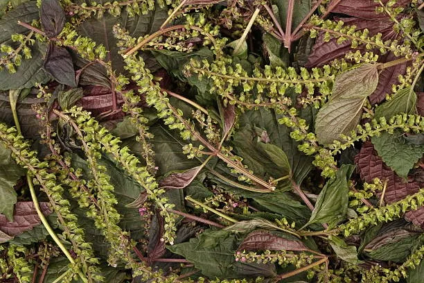 Perilla Seed Perilla Seed