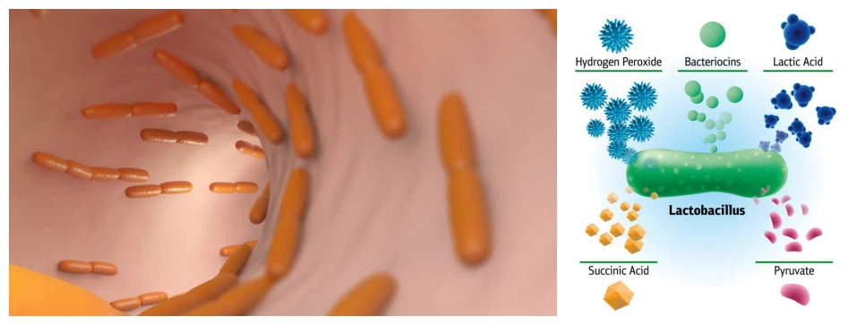 The role of lactic acid bacteria The role of lactic acid bacteria