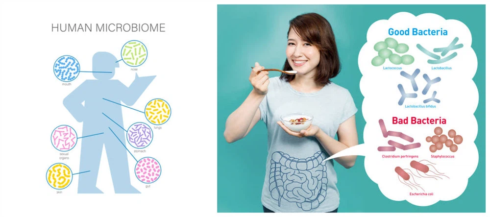 Various human bacteria Various human bacteria