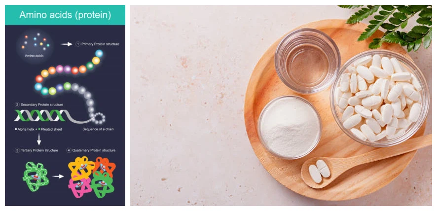The relationship between amino acids in proteins The relationship between amino acids in proteins