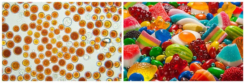 Astaxanthin under a microscope Astaxanthin under a microscope