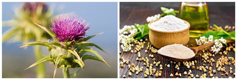 Silybum Marianum Seed Oil Powder Silybum Marianum Seed Oil Powder