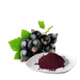 Polvere di estratto di ribes nero