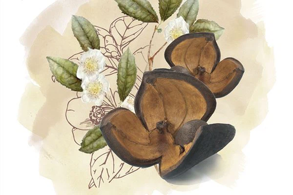 In che modo l'olio di semi di camelia avvantaggia la tua pelle?