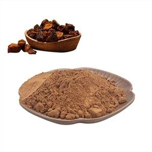 Polvere di estratto di funghi Chaga